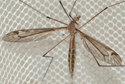 Réf. 112 967 : Tipula sp.