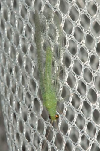 Pseudomallada sp.