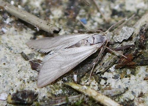 Réf. 112 605 : Acentria ephemerella