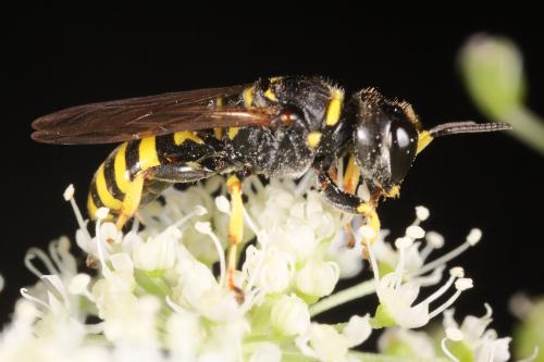 Ectemnius lituratus