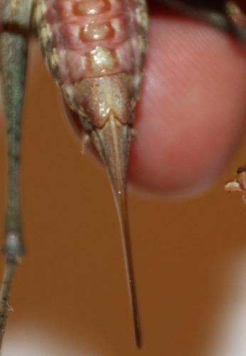 Antaxius pedestris pedestris