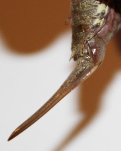 Antaxius pedestris pedestris