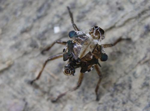 Pentatoma rufipes