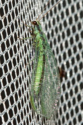 Réf. 112 880 : Chrysopa dorsalis