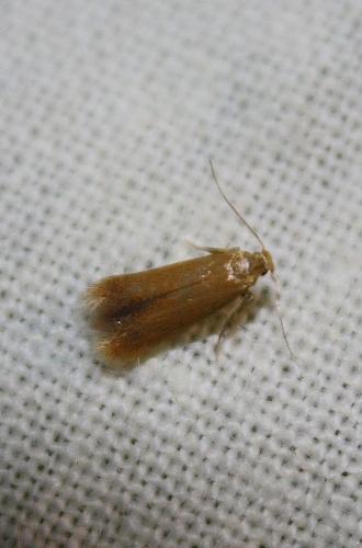 Tischeria sp.