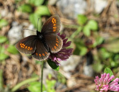 Réf. 112 170 : Erebia alberganus