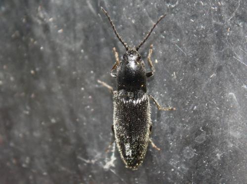 Réf. 112 803 : Hemicrepidius sp.