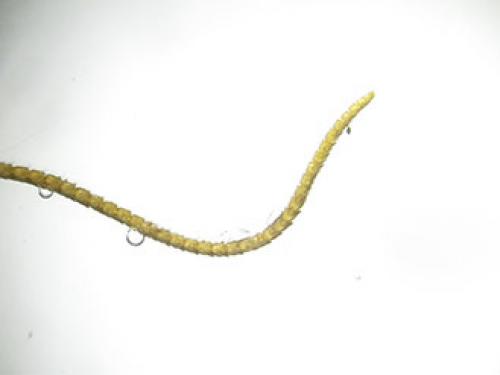 Thera sp.