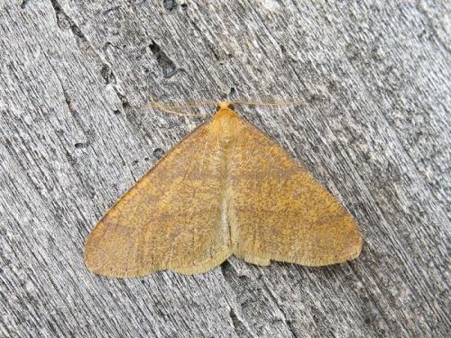 Agriopis aurantiaria