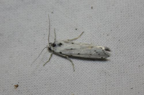 Myelois circumvoluta