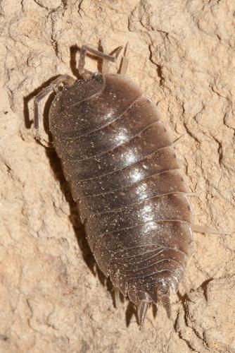 Réf. 112 756 : Porcellio laevis