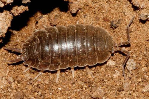 Réf. 112 755 : Porcellio laevis