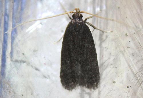Homaloxestis briantiella