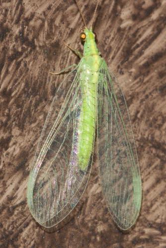 Pseudomallada sp.