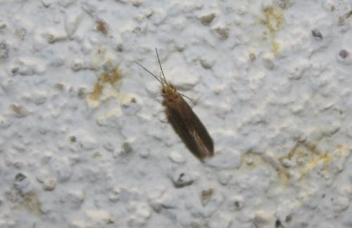 Cyrnus sp.