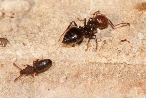 Réf. 112 793 : Airaphilus sp.