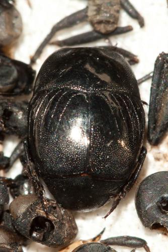 Réf. 112 875 : Saprinus semistriatus