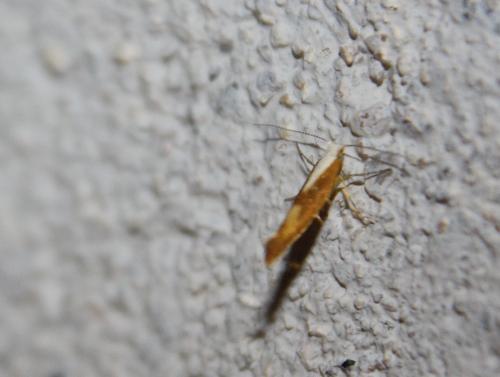 Réf. 112 264 : Argyresthia albistria
