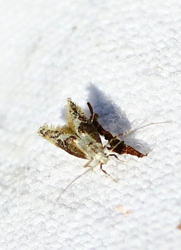 Réf. 112 468 : Blastodacna sp.