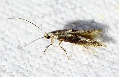 Blastodacna sp.