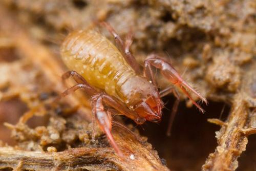 Réf. 112 846 : Chthonius sp.