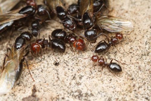 Réf. 112 823 : Camponotus lateralis