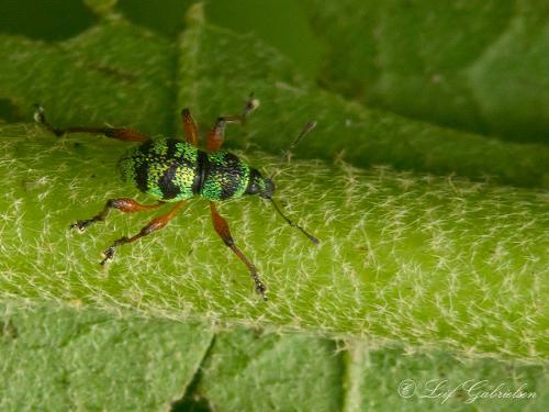 Metapocyrtus sp.