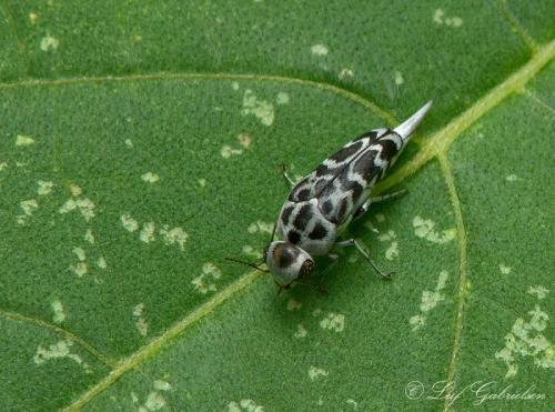 Glipa ishigakiana