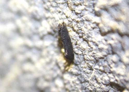 Paraswammerdamia nebulella