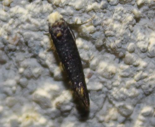 Réf. 112 408 : Paraswammerdamia nebulella