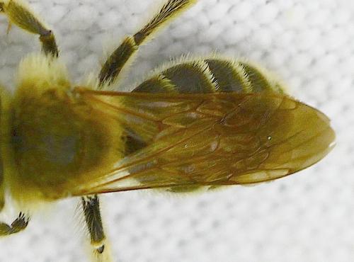 Andrena sp.
