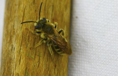 Andrena sp.