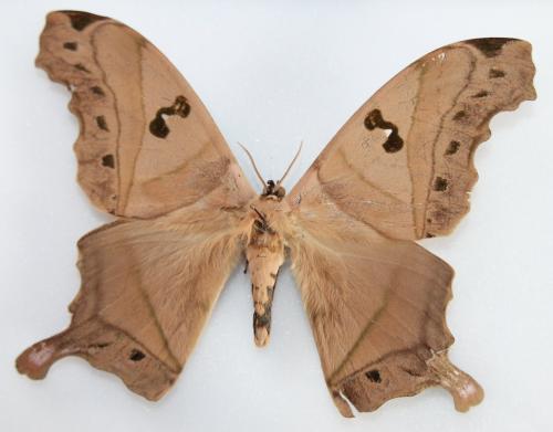 Réf. 112 583 : Titaea lemoulti