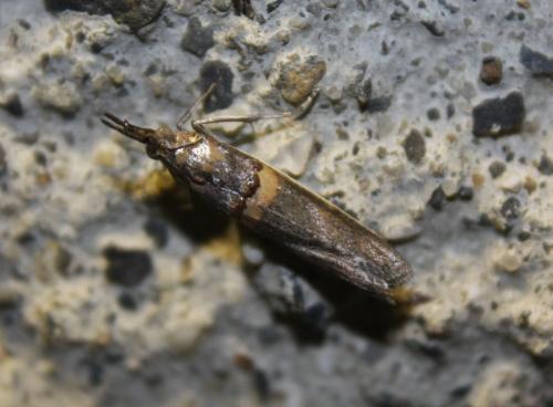 Etiella zinckenella