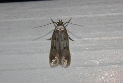Réf. 112 322 : Borkhausenia nefrax