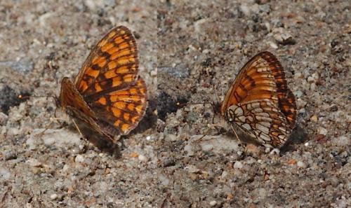 Melitaea athalia celadussa