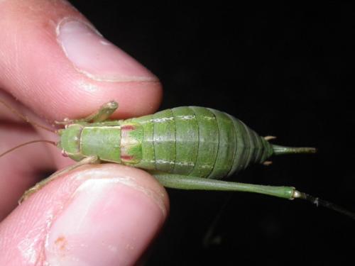 Barbitistes fischeri