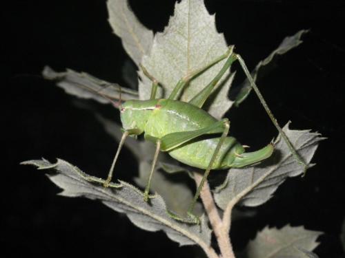 Barbitistes fischeri