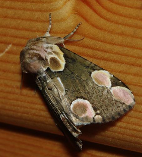 Réf. 112 603 : Thyatira batis