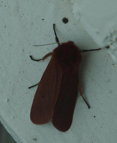 Phragmatobia fuliginosa