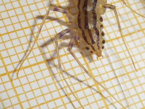 Réf. 112 477 : Scutigera coleoptrata