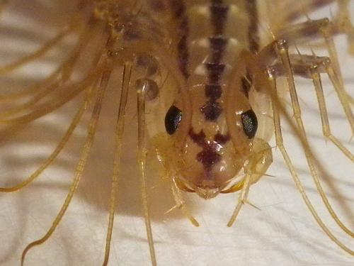 Scutigera coleoptrata