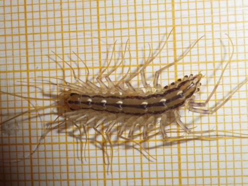 Réf. 112 476 : Scutigera coleoptrata