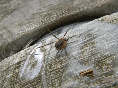 Odiellus simplicipes