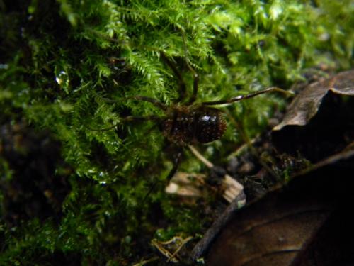 Odiellus simplicipes