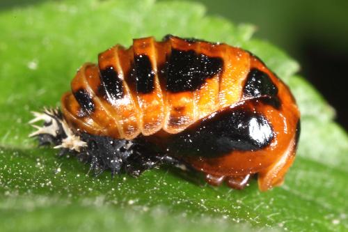 Harmonia axyridis
