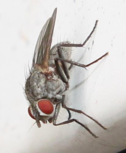 Lasiomma sp.