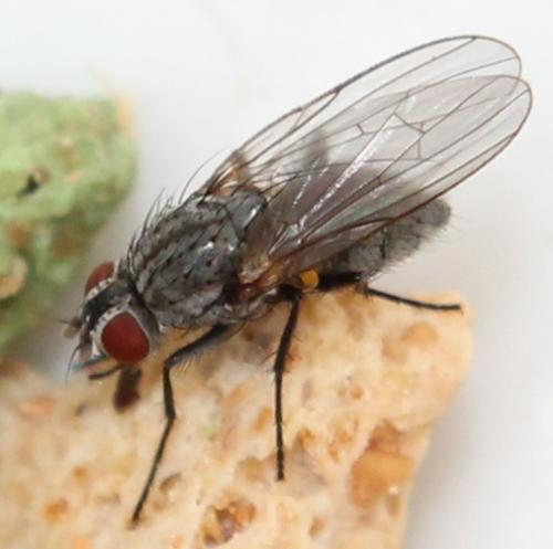 Lasiomma sp.