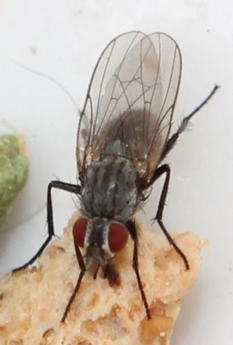 Lasiomma sp.
