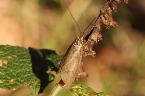 Diurnea lipsiella